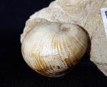 Otostoma retzii (NILSSON 1827) - Bild © FossNet FossilienStore